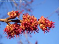 silver maple (<em>Acer saccharinum</em>)