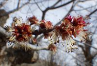 silver maple (<em>Acer saccharinum</em>)