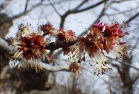 silver maple (<em>Acer saccharinum</em>)