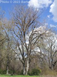 silver maple (<em>Acer saccharinum</em>)