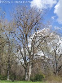 silver maple (<em>Acer saccharinum</em>)