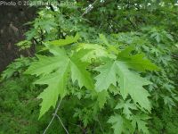 silver maple (<em>Acer saccharinum</em>)
