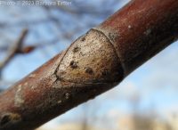 horse-chestnut (<em>Aesculus hippocastanum</em>)