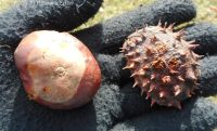horse-chestnut (<em>Aesculus hippocastanum</em>)