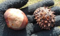 horse-chestnut (<em>Aesculus hippocastanum</em>)