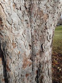 horse-chestnut (<em>Aesculus hippocastanum</em>)