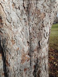horse-chestnut (<em>Aesculus hippocastanum</em>)