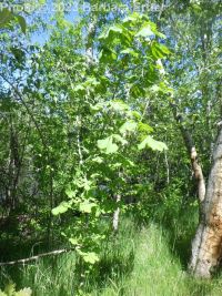 horse-chestnut (<em>Aesculus hippocastanum</em>)