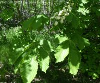 horse-chestnut (<em>Aesculus hippocastanum</em>)