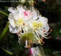horse-chestnut (<em>Aesculus hippocastanum</em>)
