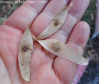 tree-of-heaven (<em>Ailanthus altissima</em>)