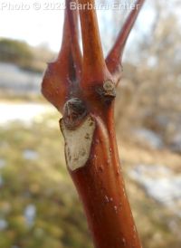 tree-of-heaven (<em>Ailanthus altissima</em>)