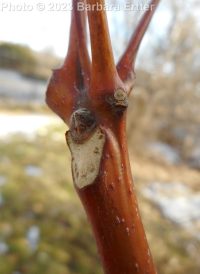 tree-of-heaven (<em>Ailanthus altissima</em>)