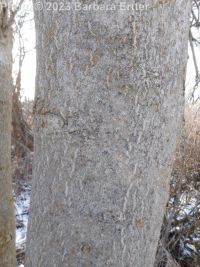 tree-of-heaven (<em>Ailanthus altissima</em>)