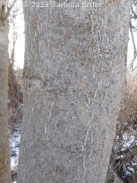 tree-of-heaven (<em>Ailanthus altissima</em>)