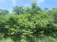 tree-of-heaven (<em>Ailanthus altissima</em>)