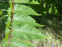 tree-of-heaven (<em>Ailanthus altissima</em>)