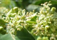 tree-of-heaven (<em>Ailanthus altissima</em>)