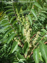 tree-of-heaven (<em>Ailanthus altissima</em>)