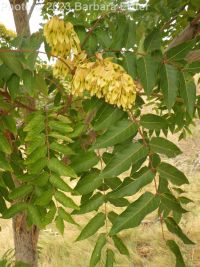 tree-of-heaven (<em>Ailanthus altissima</em>)