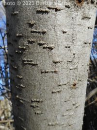 mountain or thinleaf alder (<em>Alnus incana ssp. tenuifolia</em>)