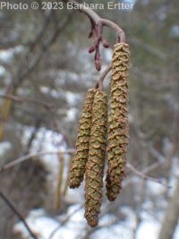 mountain or thinleaf alder (<em>Alnus incana ssp. tenuifolia</em>)