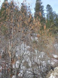 mountain or thinleaf alder (<em>Alnus incana ssp. tenuifolia</em>)