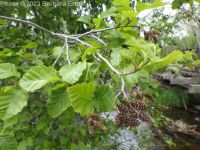 mountain or thinleaf alder (<em>Alnus incana ssp. tenuifolia</em>)