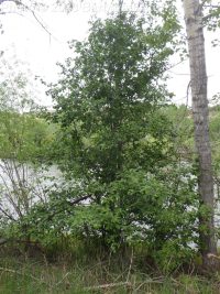 mountain or thinleaf alder (<em>Alnus incana ssp. tenuifolia</em>)