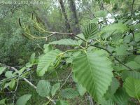 mountain or thinleaf alder (<em>Alnus incana ssp. tenuifolia</em>)