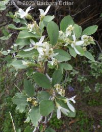 Utah serviceberry (<em>Amelanchier utahensis</em>)