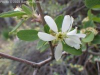 Utah serviceberry (<em>Amelanchier utahensis</em>)