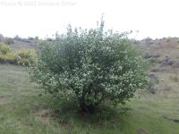 Utah serviceberry (<em>Amelanchier utahensis</em>)