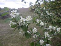 Utah serviceberry (<em>Amelanchier utahensis</em>)