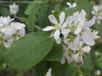 Utah serviceberry (<em>Amelanchier utahensis</em>)