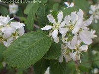 Utah serviceberry (<em>Amelanchier utahensis</em>)
