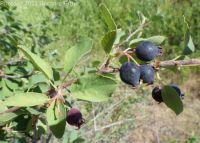 Utah serviceberry (<em>Amelanchier utahensis</em>)