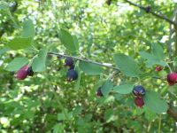 Utah serviceberry (<em>Amelanchier utahensis</em>)
