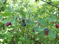 Utah serviceberry (<em>Amelanchier utahensis</em>)