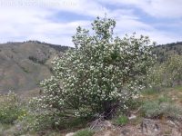 Utah serviceberry (<em>Amelanchier utahensis</em>)