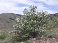 Utah serviceberry (<em>Amelanchier utahensis</em>)