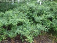 bastard indigo, false indigo-bush (<em>Amorpha fruticosa</em>)