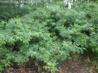 bastard indigo, false indigo-bush (<em>Amorpha fruticosa</em>)