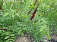 bastard indigo, false indigo-bush (<em>Amorpha fruticosa</em>)