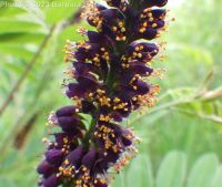 bastard indigo, false indigo-bush (<em>Amorpha fruticosa</em>)
