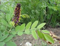 bastard indigo, false indigo-bush (<em>Amorpha fruticosa</em>)