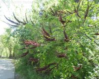 bastard indigo, false indigo-bush (<em>Amorpha fruticosa</em>)