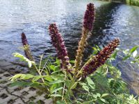 bastard indigo, false indigo-bush (<em>Amorpha fruticosa</em>)