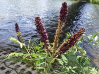 bastard indigo, false indigo-bush (<em>Amorpha fruticosa</em>)