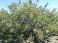 bastard indigo, false indigo-bush (<em>Amorpha fruticosa</em>)